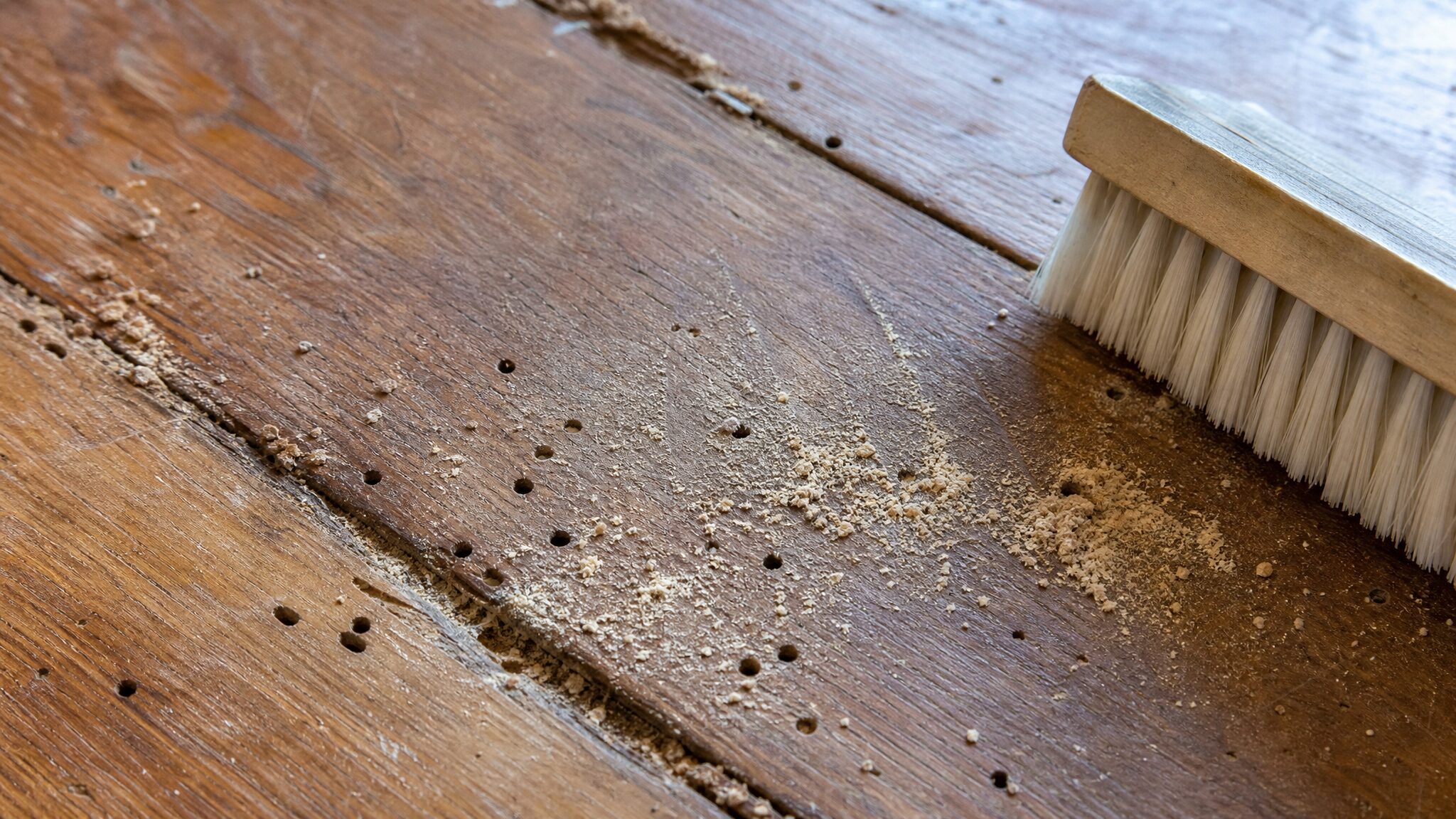repérer une infestation d’insectes du bois